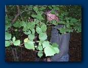 I though I'd come back again and rub it in